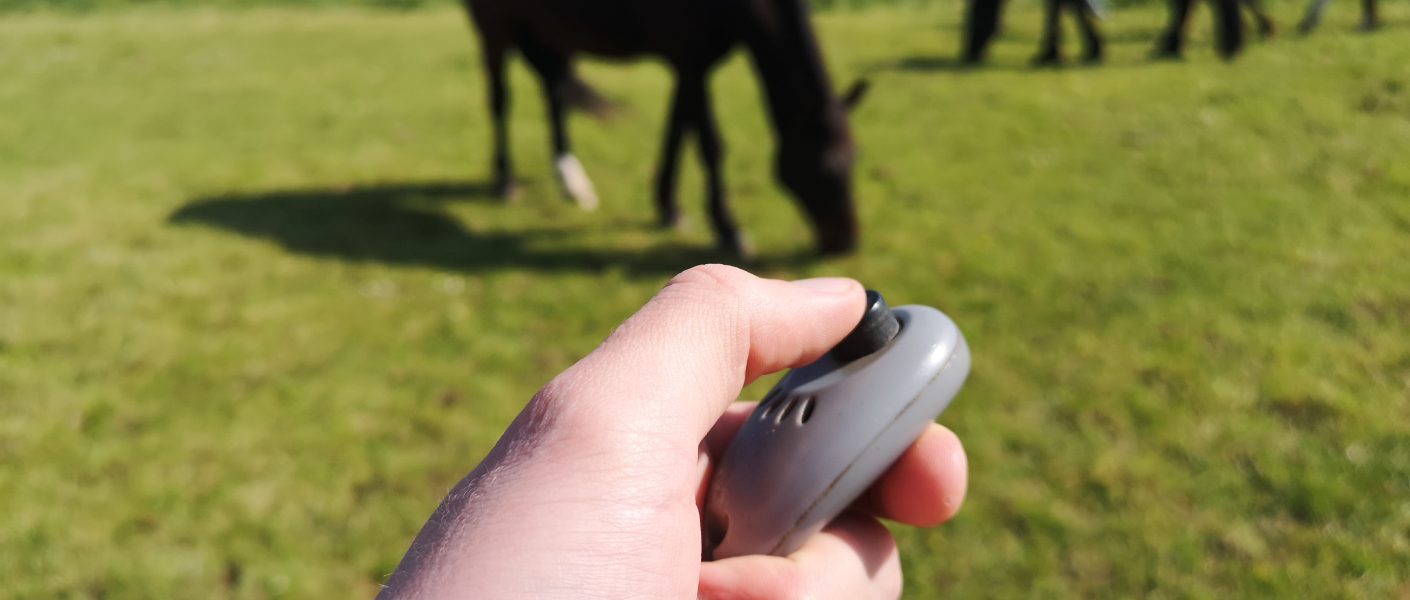 Header blog: Wat is clickertraining? Paard, weidegang, clicker, voerbeloningen
