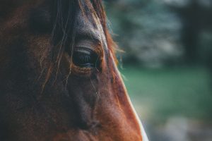 Header blog: Laat je paard nite winnen, trainen met autonomie, clickertraining, positieve bekrachtiging, grondwerk, paard, paardentraining