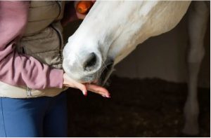 Header blog: Bedelgedrag, zo los je het op. Paard eet voerbeloning uit hand, hand voeren, schimmel, clickertraining, positieve bekrachtiging, paardentrainin