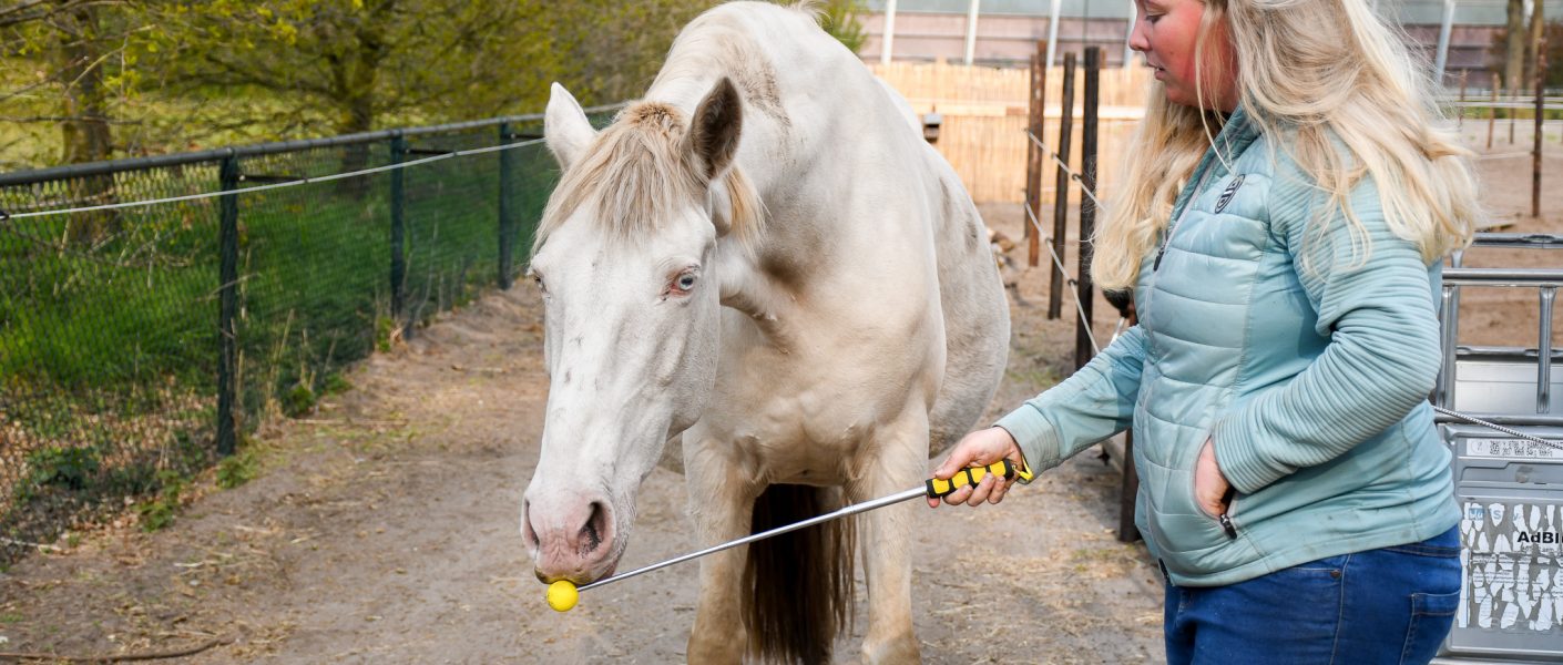 Artikel: Gele, uitschuifbare, lichtgewicht targetstick tot 1,2m. Clickertraining, +R training, targettraining met paard
