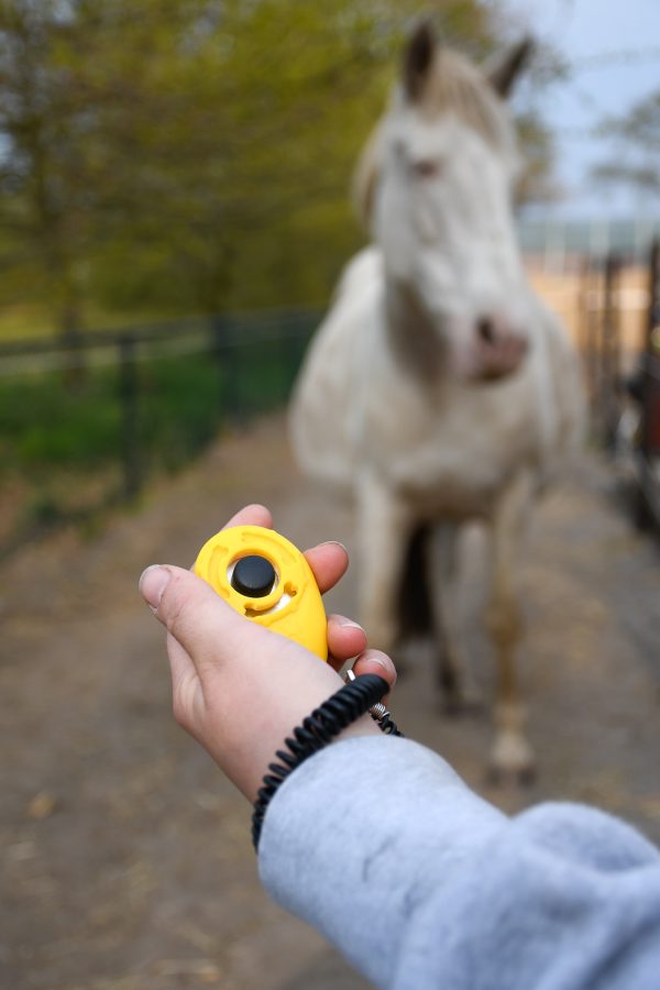 Artikel: gele clicker met elastische polsband. Clicker voor het trainen met voerbeloningen in 3 leuke kleuren en met handig elastisch polsbandje die je ook aan je beloningstasje kan hangen. Clickertraining met paard