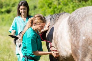 Header Blog: Wat is Cooperative Care? Trainen met Coorperative Care; zo worden medische handelingen, je paard wassen of een bezoekje van de hoefsmid iets waar je paard naar uitkijkt. Gastblog op Positief Paard Community samen met Tamira van Zorg Zonder Dwang