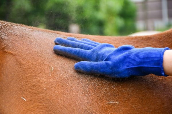 Product: Kriebelhandschoen. Stevige poetshandschoen van katoen voor je paard. Geef je paard al poetsend een heerlijke massage. Ook ideaal om je paard te wassen!